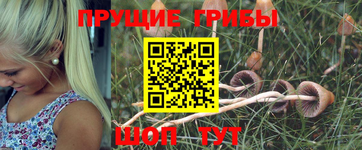 Галлюциногенные грибы Psilocybe Сосновый Бор